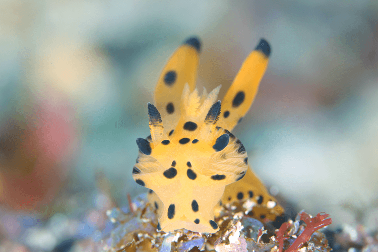 seaslug