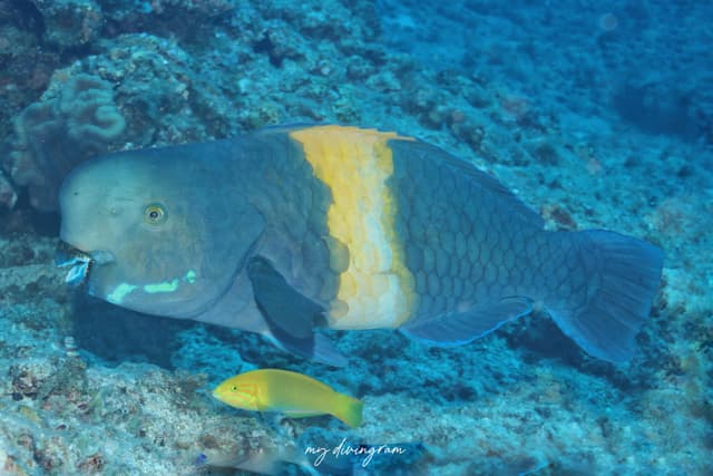 parrotfish
