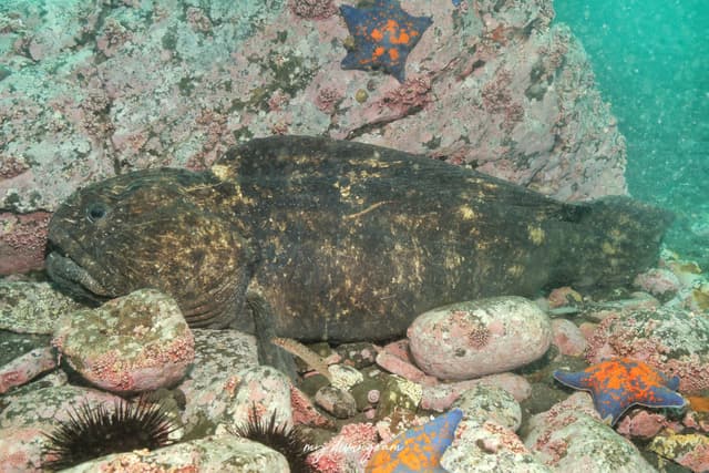 wolffish