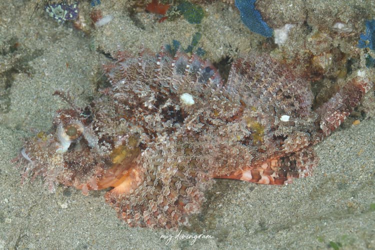 オニカサゴ属の見分け方。