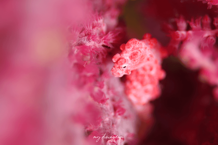 フォトダイビングは苦手かもしれない。