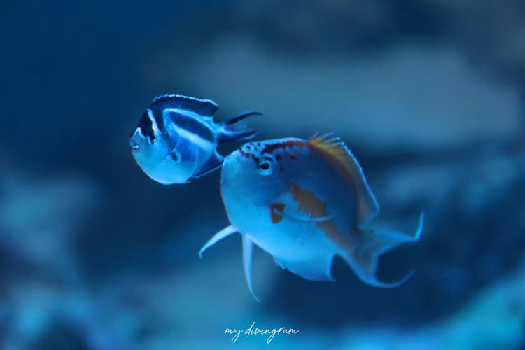 フカミヤッコ、産卵観察記。