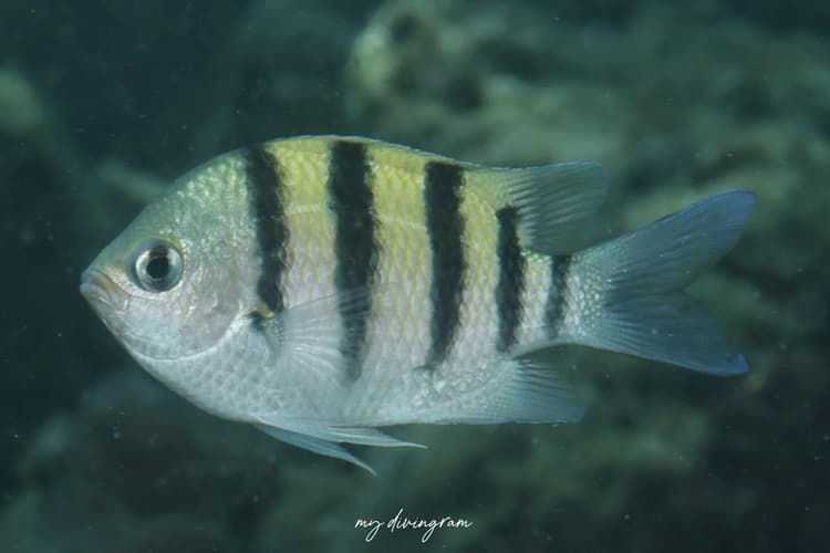 アニラオ、作戦会議。