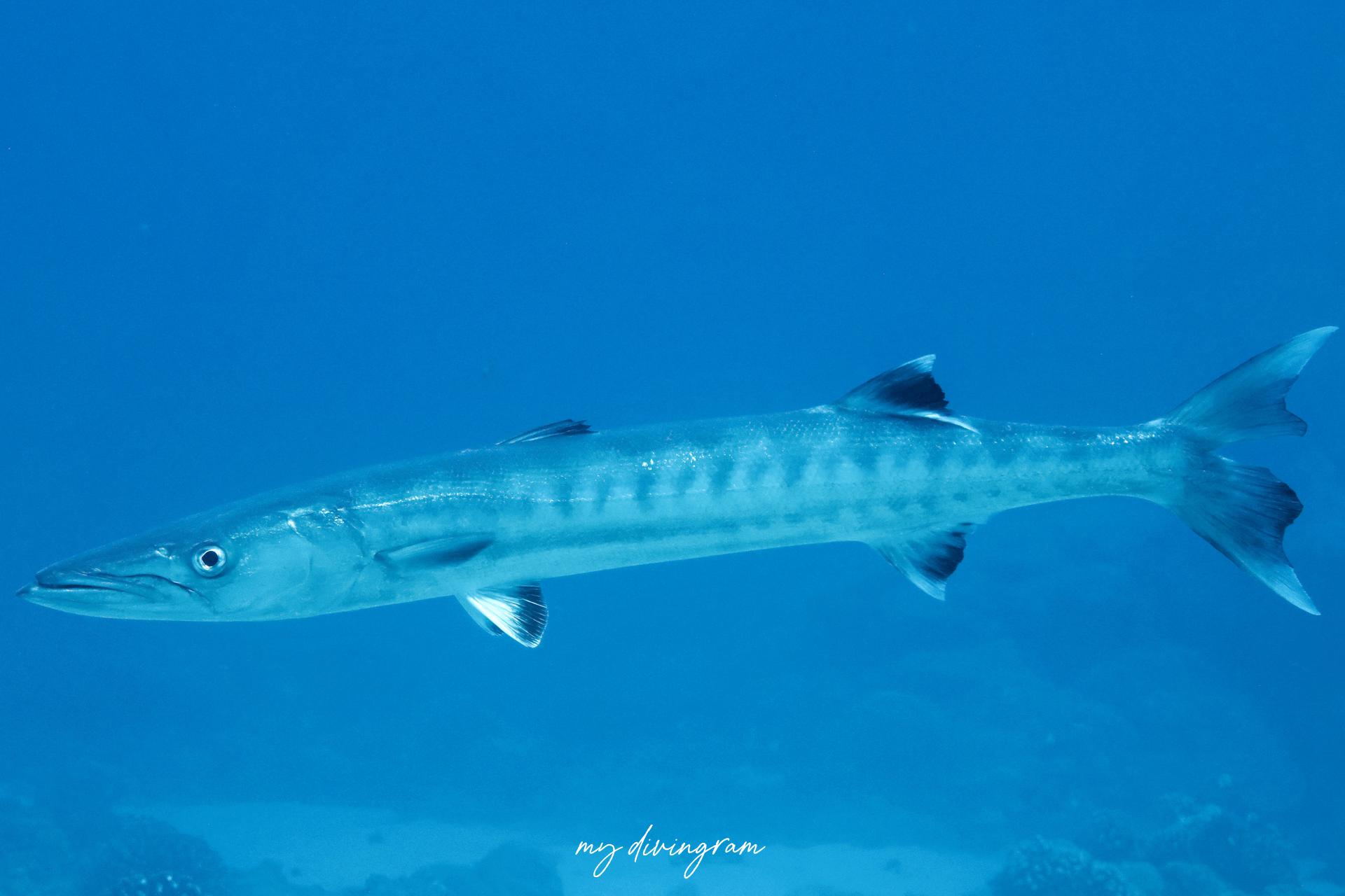 カマスの仲間 | 僕らむの魚図鑑