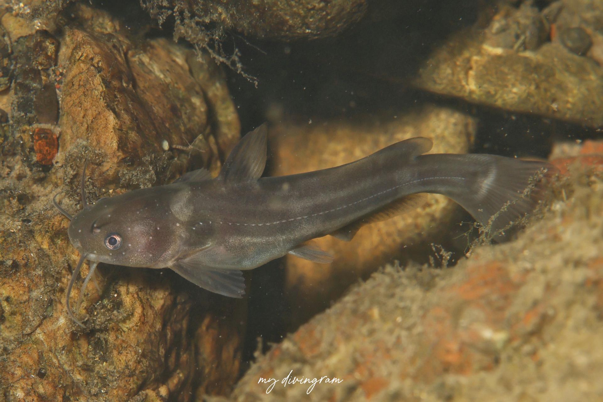 ナマズの仲間 | 僕らむの魚図鑑