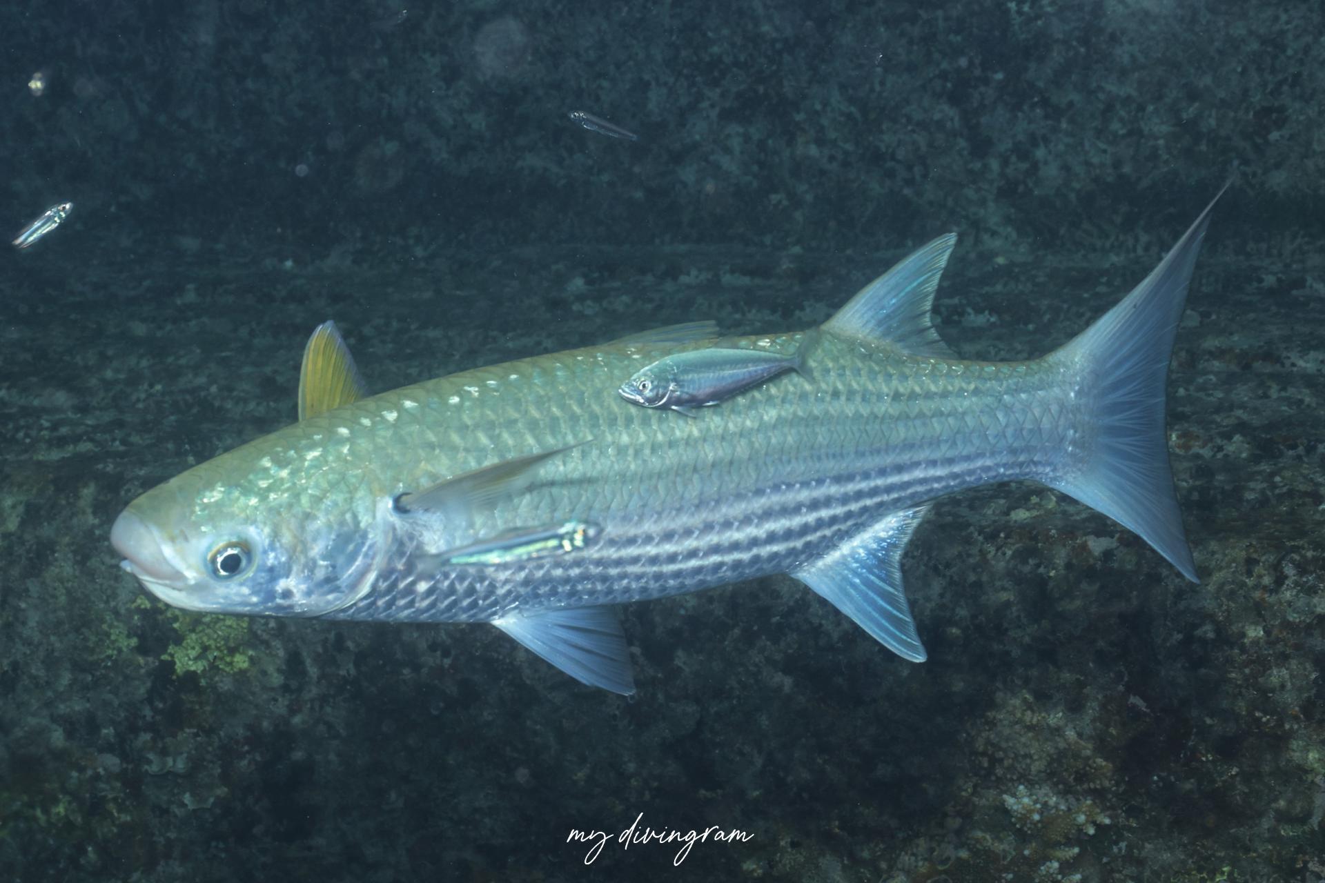 ボラの仲間 | 僕らむの魚図鑑