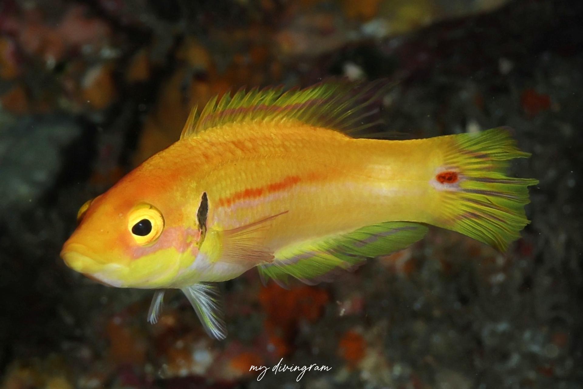 ベラ　資料 ベラの仲間 | 僕らむの魚図鑑